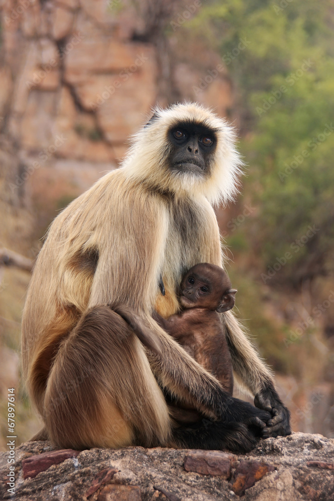 Fototapeta premium Gray langur (Semnopithecus dussumieri) with a baby sitting at Ra