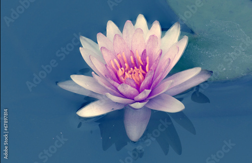 Lotus flower with retro filter effect