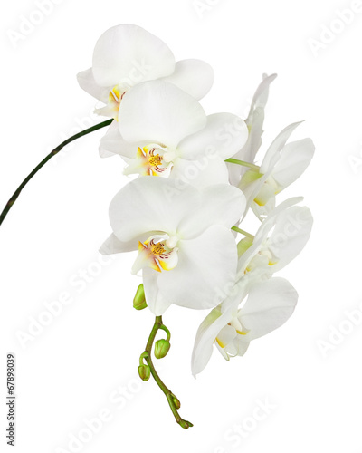 White orchid isolated on white background.