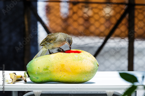 Streak-eared Bubul bird waiting to eat fruit photo