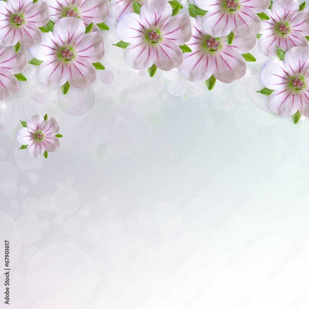 Border of white - pink  flower  on blue   background - obrazy, fototapety, plakaty 