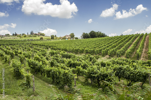 Vigneti sulle colline del Chianti in Toscana