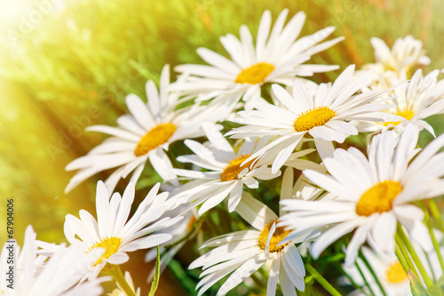 field of daisy flowers