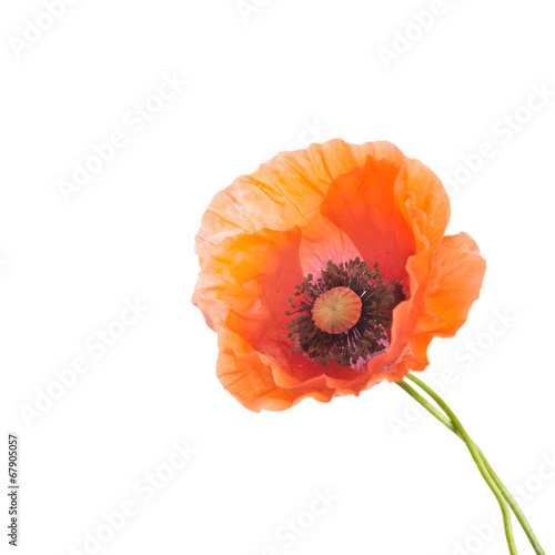 Fototapeta Naklejka Na Ścianę i Meble -  mak