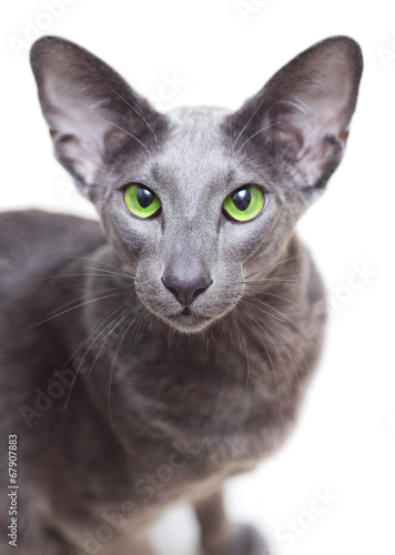 portrait of a gray oriental cat photo