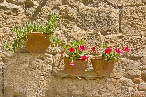 Fototapeta Naklejka Na Ścianę i Meble -  Colourful flowers