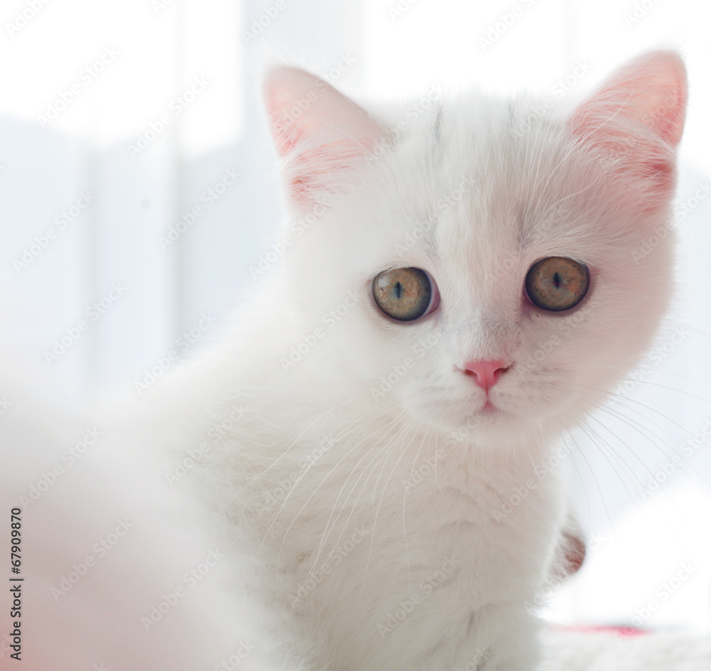 Obraz premium British breed kitten