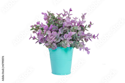 Purple plant in blue metal flower pot, isolated over white