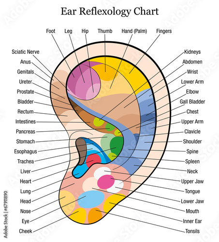 Ear reflexology chart description white photo
