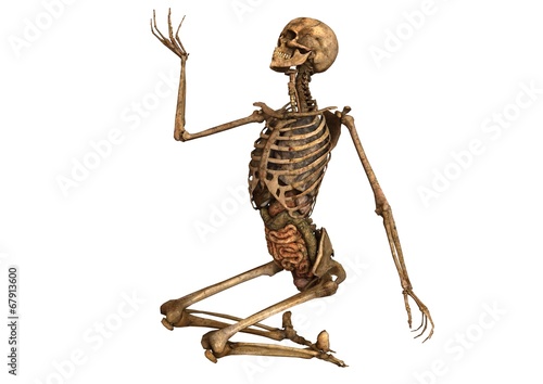 female skeleton with detailed anatomy organs photo