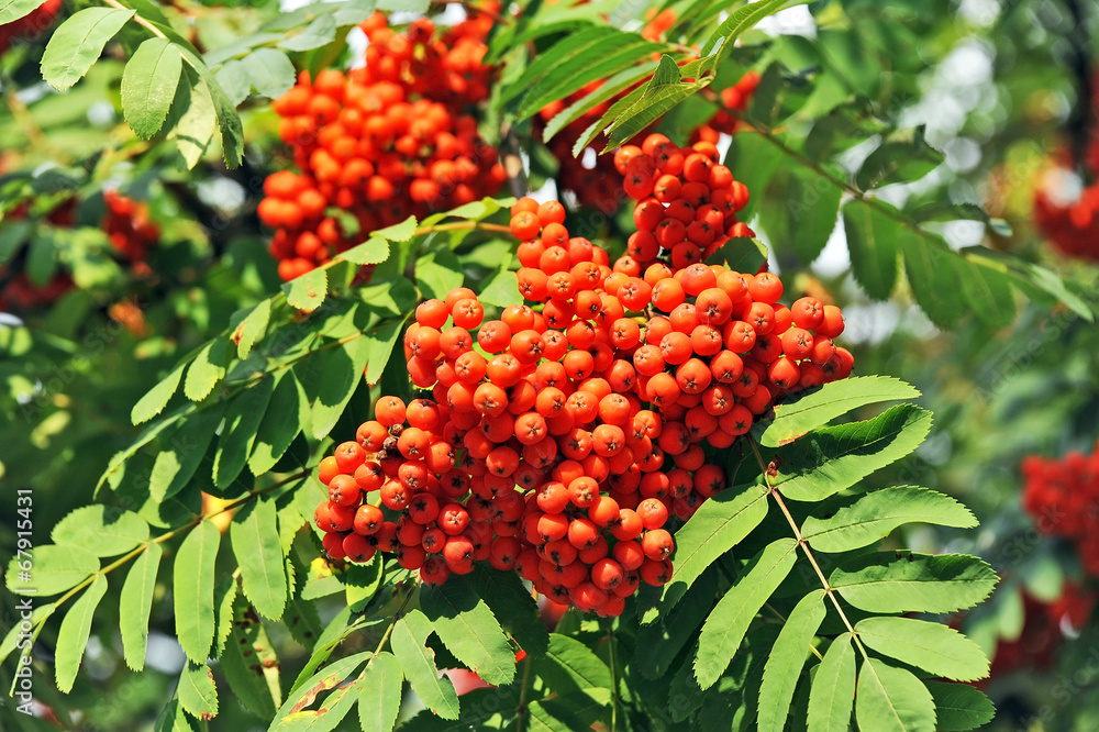 Rowan berries, Mountain ash (Sorbus) tree with ripe berry Rowan berries, Mountain ash (Sorbus) tree with ripe berry