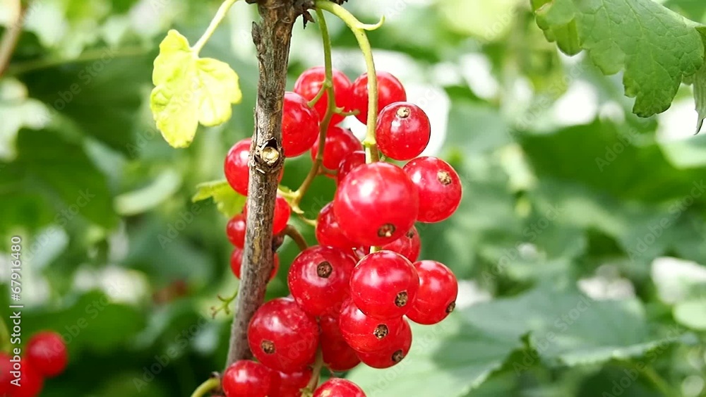 Bunch of red currants on the branch Bunch of red currants on the branch