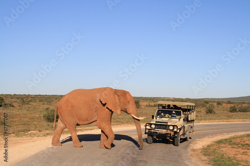 Safari Elefant Südafrika