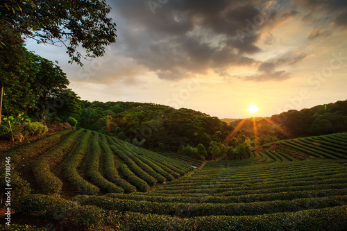 tea plantation landscape sunset
