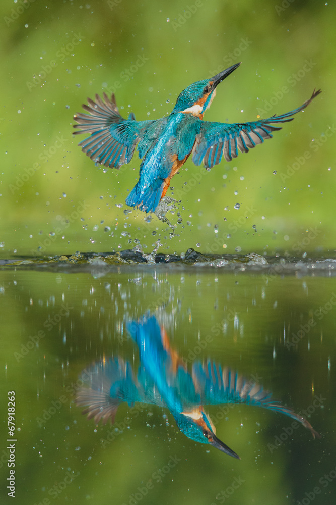 Kingfisher StockFoto Adobe Stock