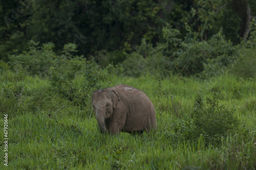 baby elephant