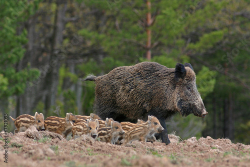 Boar and its young in the forest