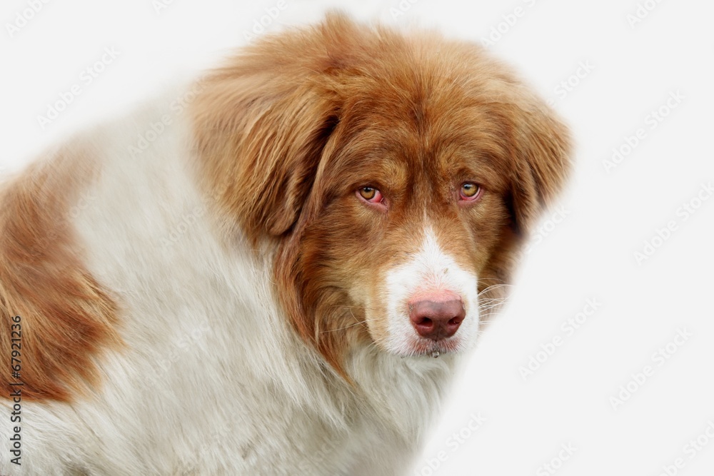 Domestic dog portrait