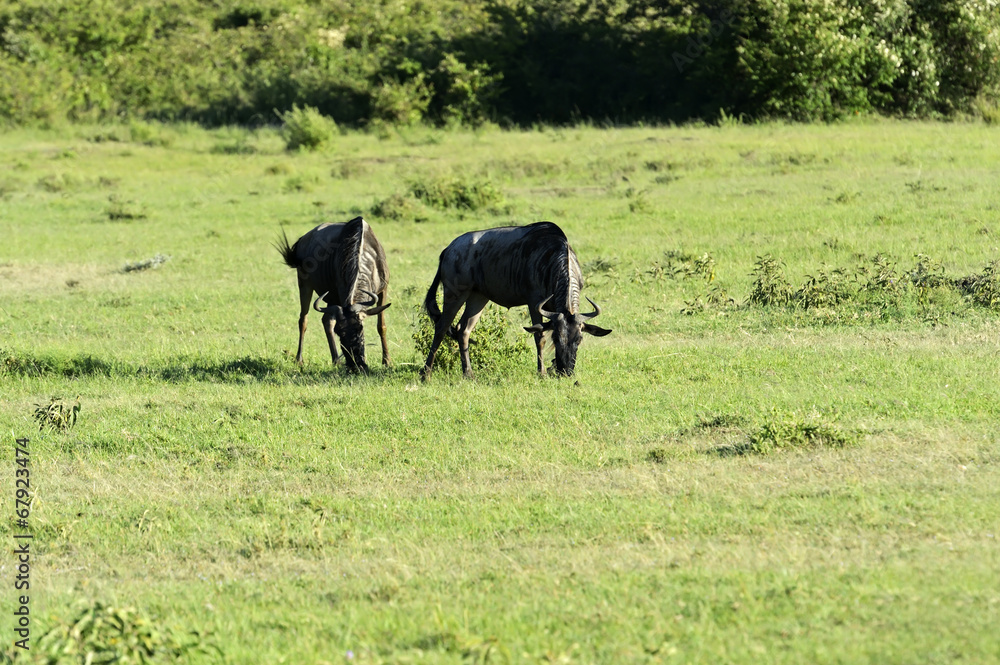 Wildebeest Wildebeest