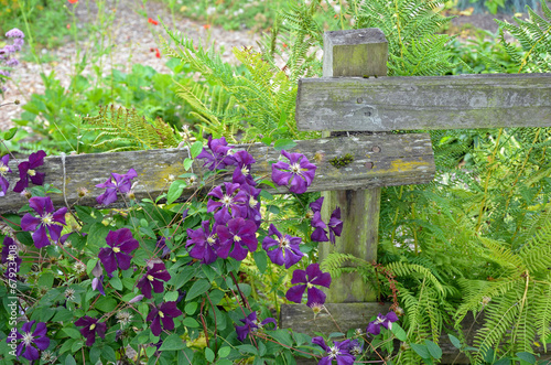 Purple clematis flowers and ferns