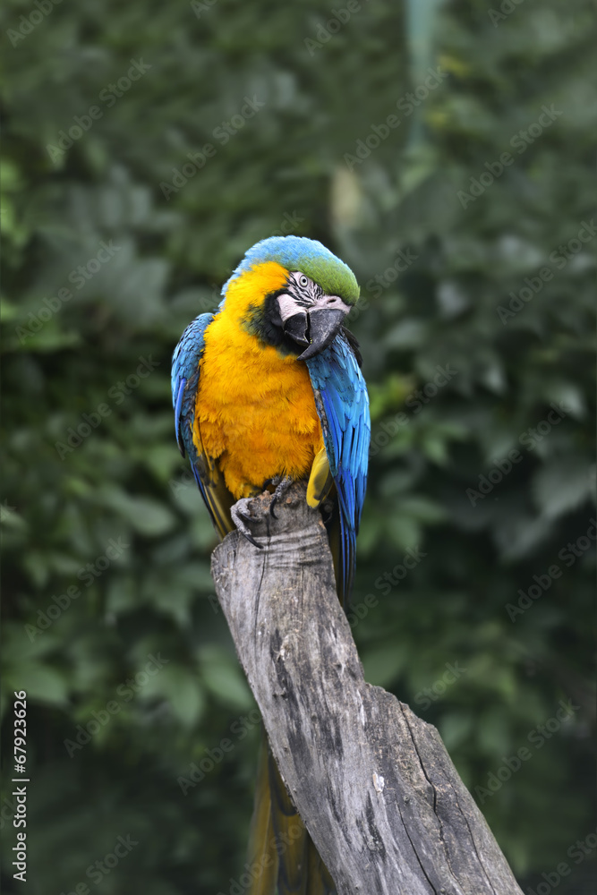 Naklejka premium Parrot bird