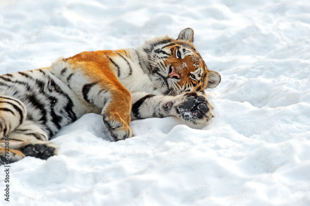 Amur Tiger