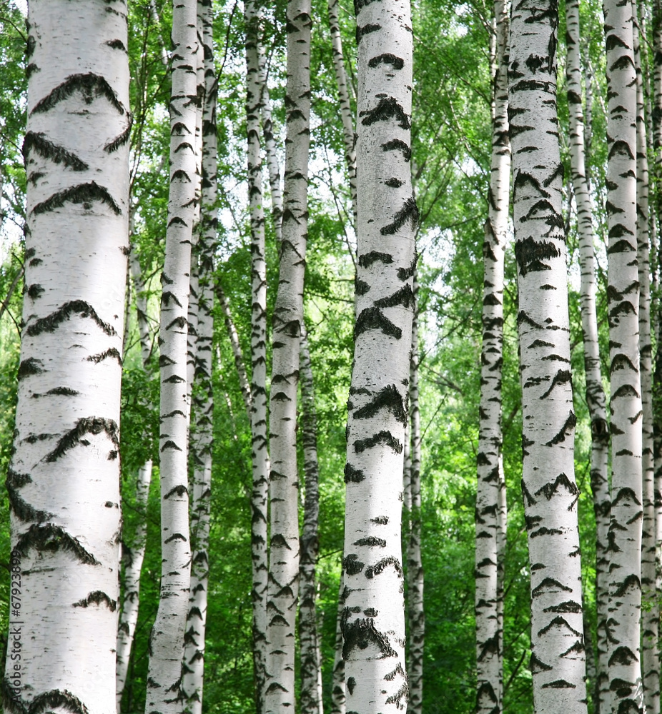 Fototapeta Białe pnie brzóz i ich piękne, zielone liście.