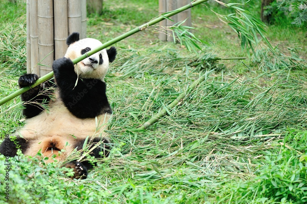 Naklejka premium giant panda eat bamboo tree leaf