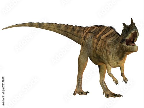 Ceratosaurus on White
