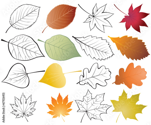set of leaves