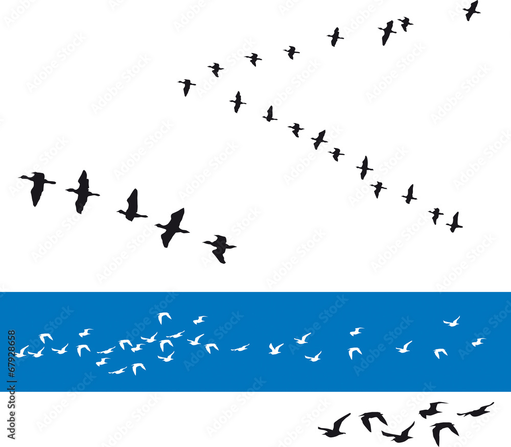 Obraz premium Oiseaux - Migrateurs