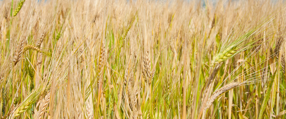Ripe wheat Ripe wheat