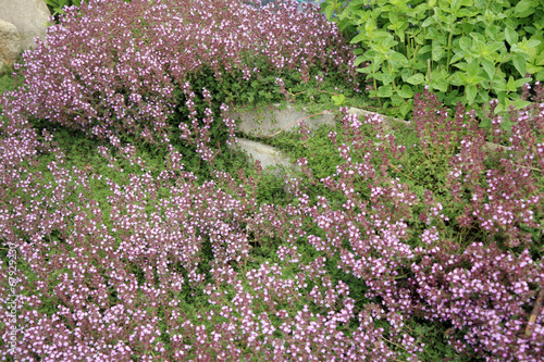 Breckland thyme  wild thyme on the stone wall