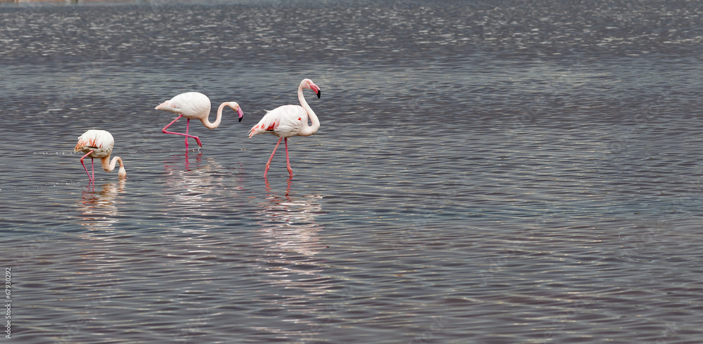 Cagliari,Sardinia, Italy, wading Pink Flamingos.