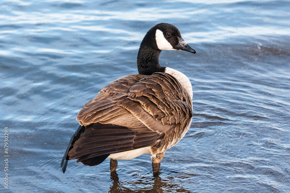 Canada goose standing in shallow water. Canada goose standing in shallow water.