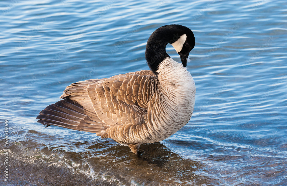 Fototapeta premium Canada goose preening in shallow water.