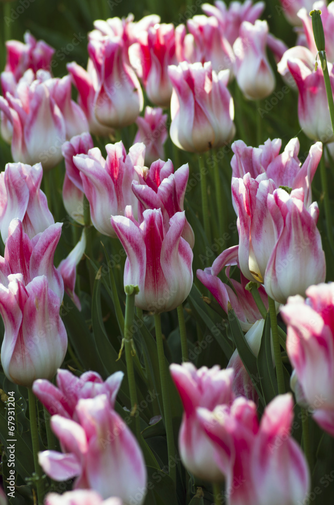 Spring background with tulips over natural background Spring background with tulips over natural background