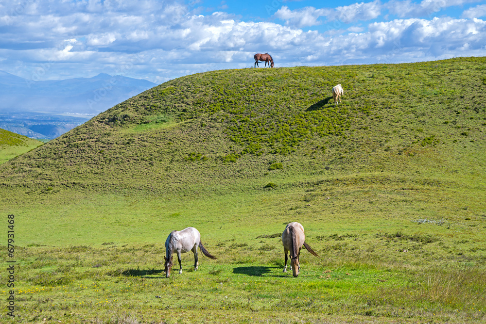 Horses in a field eating grass and relaxing - obrazy, fototapety, plakaty 