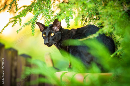 Foto Black oriental cat outdoors