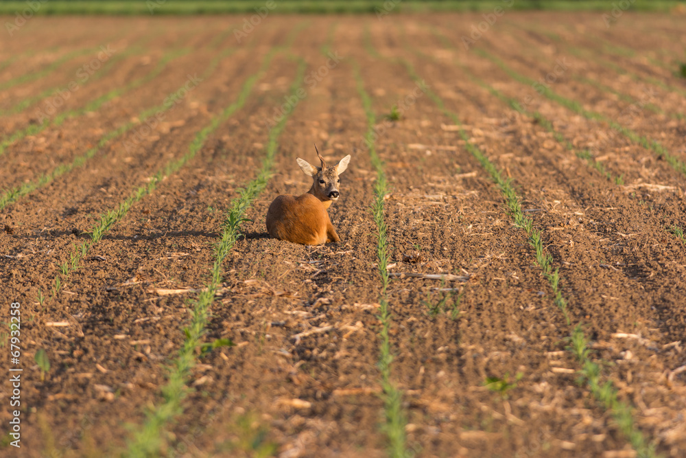 Fototapeta premium Chevreuil ressemblant à une licorne
