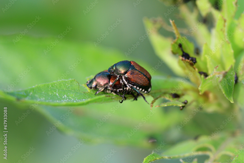 Japanese Beetle Japanese Beetle