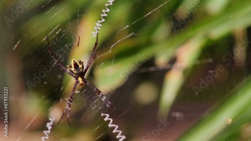 Spider