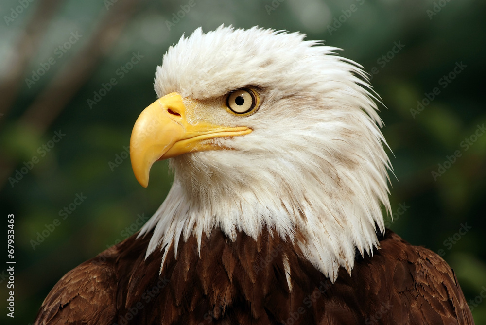Portrait of a bald eagle(lat. haliaeetus leucocephalus) Portrait of a bald eagle(lat. haliaeetus leucocephalus)