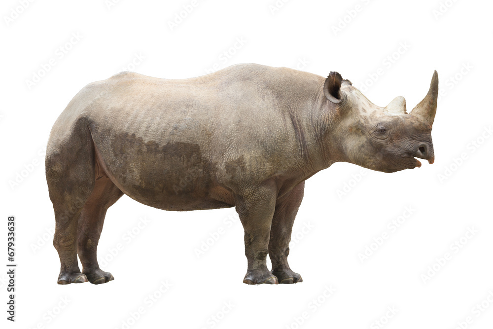 Fototapeta premium Breitmaulnashorn