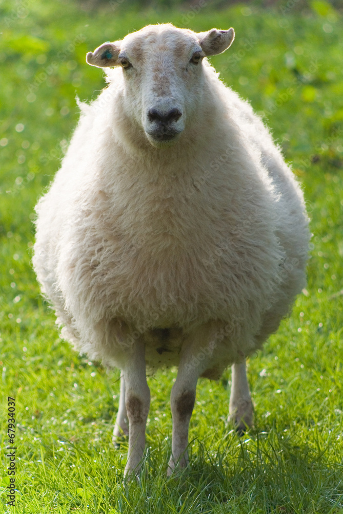 Healthy sheep and livestock, Idyllic Rural, UK Healthy sheep and livestock, Idyllic Rural, UK