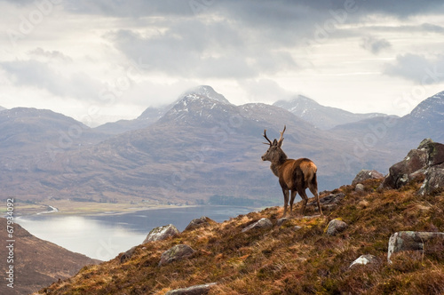Wild stag, Scottish highlands photo