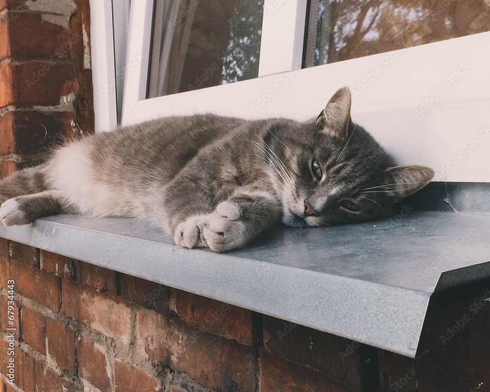 Naklejka cat on window ledge