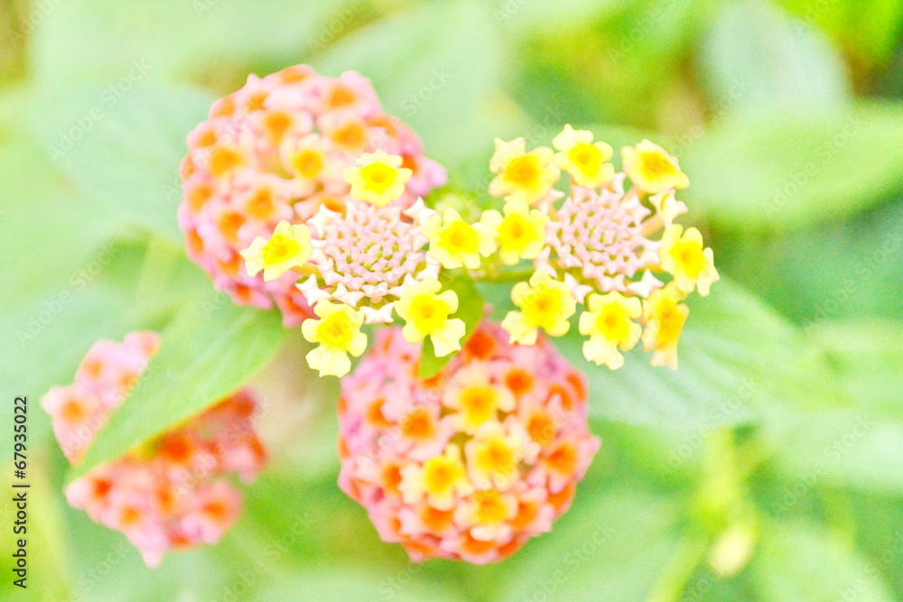 Lantana flowers,Lantana or Wild sage Lantana flowers,Lantana or Wild sage