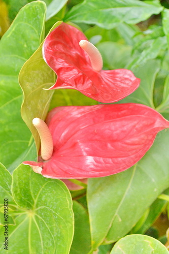 Flamingo flower or Anthurium flower photo