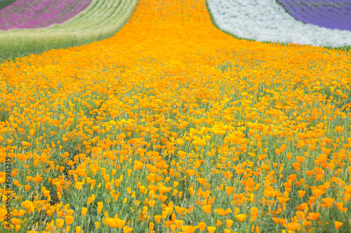 lavender photo